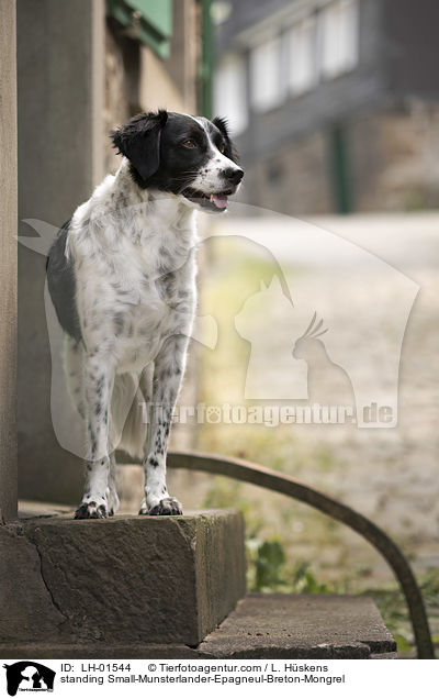 stehender Kleiner-Mnsterlnder-Epagneul-Breton-Mischling / standing Small-Munsterlander-Epagneul-Breton-Mongrel / LH-01544