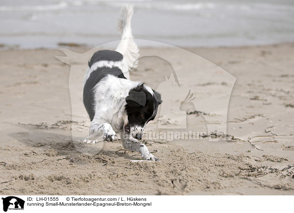 rennender Kleiner-Mnsterlnder-Epagneul-Breton-Mischling / running Small-Munsterlander-Epagneul-Breton-Mongrel / LH-01555