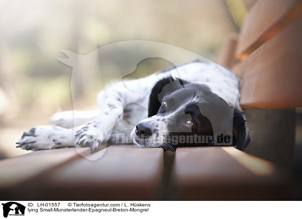 liegender Kleiner-Mnsterlnder-Epagneul-Breton-Mischling / lying Small-Munsterlander-Epagneul-Breton-Mongrel / LH-01557