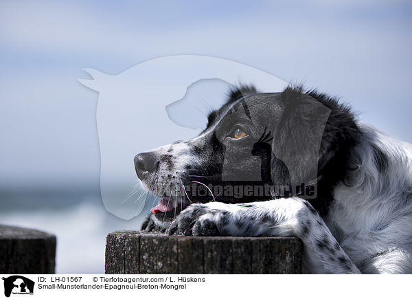 Kleiner-Mnsterlnder-Epagneul-Breton-Mischling / Small-Munsterlander-Epagneul-Breton-Mongrel / LH-01567