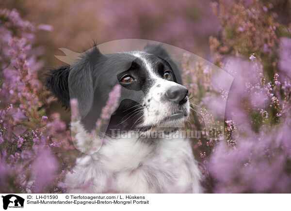 Kleiner-Mnsterlnder-Epagneul-Breton-Mischling Portrait / Small-Munsterlander-Epagneul-Breton-Mongrel Portrait / LH-01590