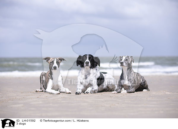 3 Hunde / 3 dogs / LH-01592