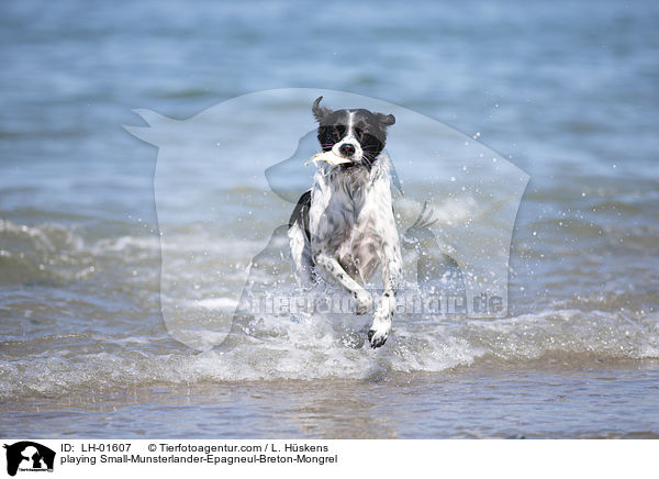 spielender Kleiner-M�nsterl�nder-Epagneul-Breton-Mischling / playing Small-Munsterlander-Epagneul-Breton-Mongrel / LH-01607