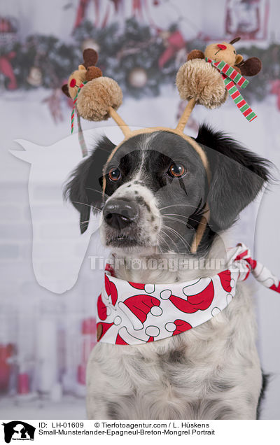 Kleiner-Mnsterlnder-Epagneul-Breton-Mischling Portrait / Small-Munsterlander-Epagneul-Breton-Mongrel Portrait / LH-01609