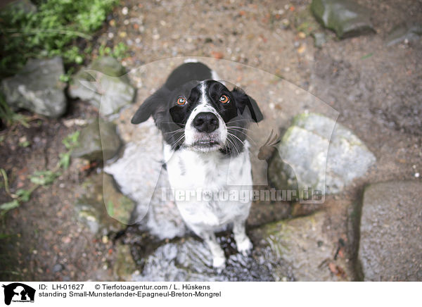 stehender Kleiner-M�nsterl�nder-Epagneul-Breton-Mischling / standing Small-Munsterlander-Epagneul-Breton-Mongrel / LH-01627