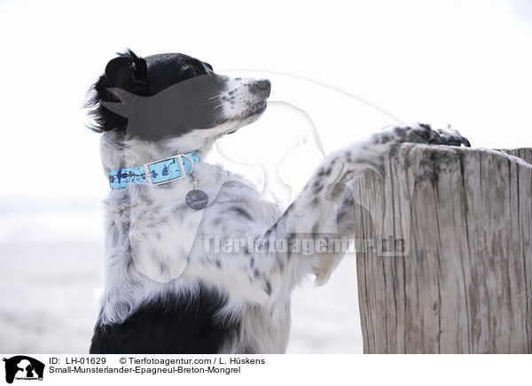 Kleiner-Mnsterlnder-Epagneul-Breton-Mischling / Small-Munsterlander-Epagneul-Breton-Mongrel / LH-01629