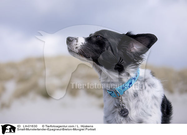 Kleiner-Mnsterlnder-Epagneul-Breton-Mischling Portrait / Small-Munsterlander-Epagneul-Breton-Mongrel Portrait / LH-01630