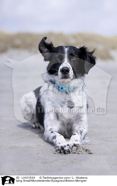 liegender Kleiner-M�nsterl�nder-Epagneul-Breton-Mischling / lying Small-Munsterlander-Epagneul-Breton-Mongrel / LH-01634