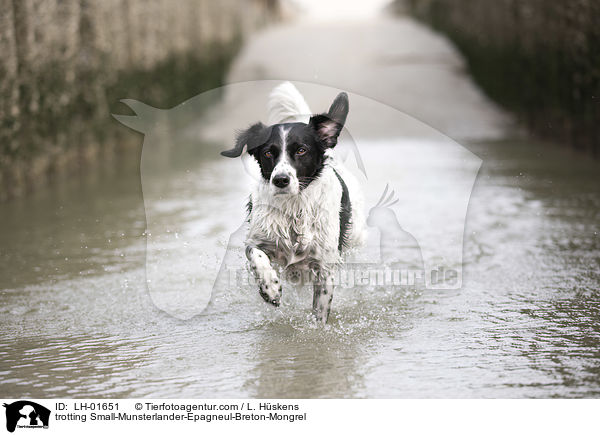 trabender Kleiner-Mnsterlnder-Epagneul-Breton-Mischling / trotting Small-Munsterlander-Epagneul-Breton-Mongrel / LH-01651