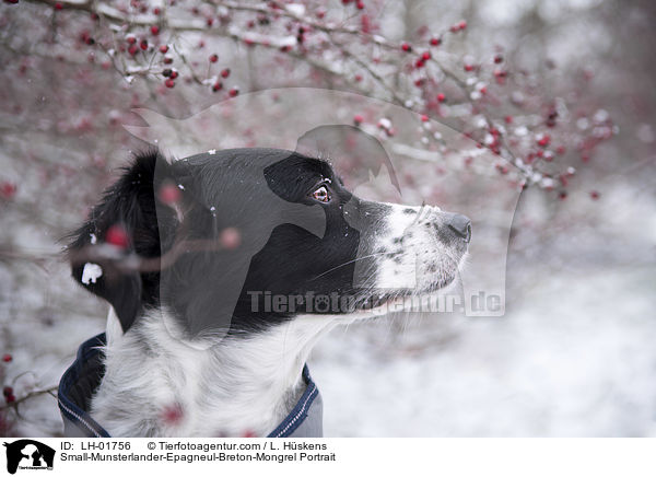 Kleiner-Mnsterlnder-Epagneul-Breton-Mischling Portrait / Small-Munsterlander-Epagneul-Breton-Mongrel Portrait / LH-01756
