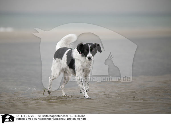 trabender Kleiner-Mnsterlnder-Epagneul-Breton-Mischling / trotting Small-Munsterlander-Epagneul-Breton-Mongrel / LH-01770