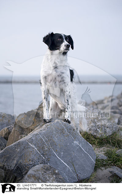 stehender Kleiner-Mnsterlnder-Epagneul-Breton-Mischling / standing Small-Munsterlander-Epagneul-Breton-Mongrel / LH-01771