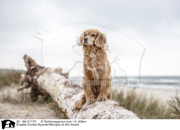 English-Cocker-Spaniel-Mischling am Strand / English-Cocker-Spaniel-Mongrel at the beach / AK-01170