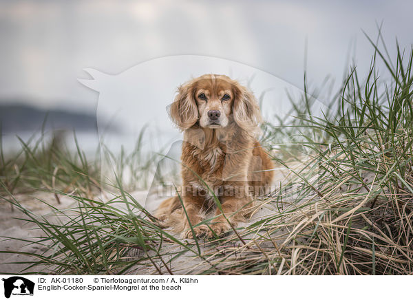 English-Cocker-Spaniel-Mischling am Strand / English-Cocker-Spaniel-Mongrel at the beach / AK-01180