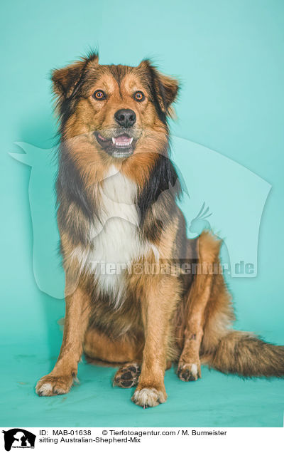 sitzender Australian-Shepherd-Mischling / sitting Australian-Shepherd-Mix / MAB-01638