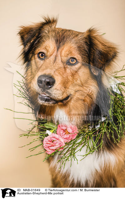 Australian-Shepherd-Mischling Portrait / Australian-Shepherd-Mix portrait / MAB-01649