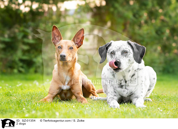 2 Hunde / 2 dogs / SZ-01354