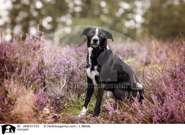 Mischling / mongrel / JAM-01103