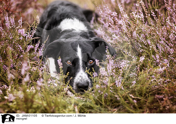 Mischling / mongrel / JAM-01105