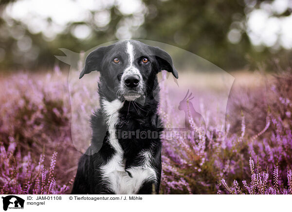 Mischling / mongrel / JAM-01108