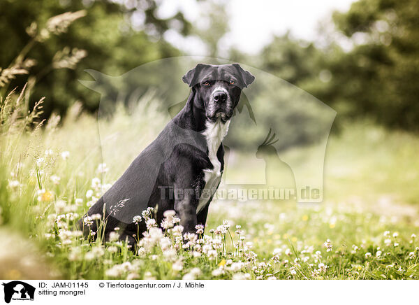 sitzender Mischling / sitting mongrel / JAM-01145