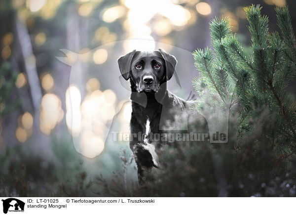 stehender Mischling / standing Mongrel / LT-01025