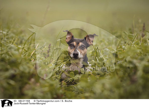 Jack-Russell-Terrier-Mischling / Jack-Russell-Terrier-Mongrel / SB-01168