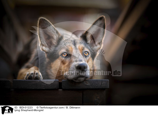 liegender Schferhund-Mischling / lying Shepherd-Mongrel / BDI-01223