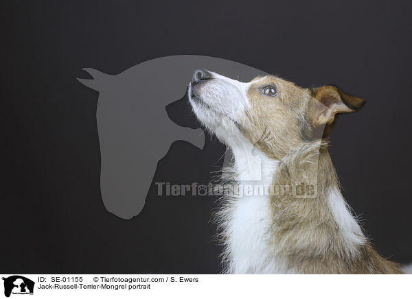 Jack-Russell-Terrier-Mischling Portrait / Jack-Russell-Terrier-Mongrel portrait / SE-01155