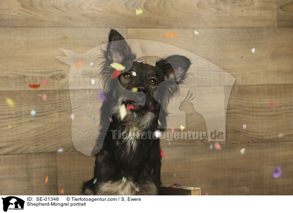 Schferhund-Mischling Portrait / Shepherd-Mongrel portrait / SE-01346