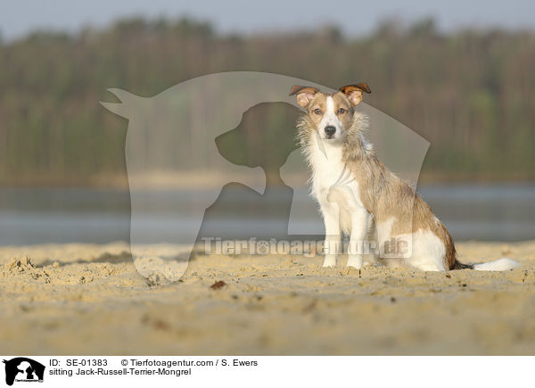 sitzender Jack-Russell-Terrier-Mischling / sitting Jack-Russell-Terrier-Mongrel / SE-01383