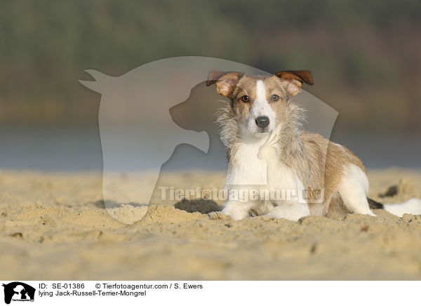 liegender Jack-Russell-Terrier-Mischling / lying Jack-Russell-Terrier-Mongrel / SE-01386