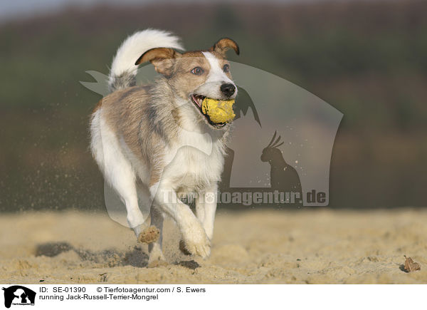 rennender Jack-Russell-Terrier-Mischling / running Jack-Russell-Terrier-Mongrel / SE-01390