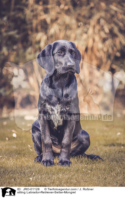 sitzender Labrador-Retriever-Setter-Mischling / sitting Labrador-Retriever-Setter-Mongrel / JRO-01128