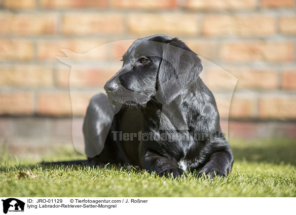 liegender Labrador-Retriever-Setter-Mischling / lying Labrador-Retriever-Setter-Mongrel / JRO-01129