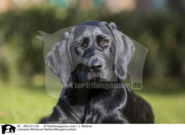 Labrador-Retriever-Setter-Mischling Portrait / Labrador-Retriever-Setter-Mongrel portrait / JRO-01130