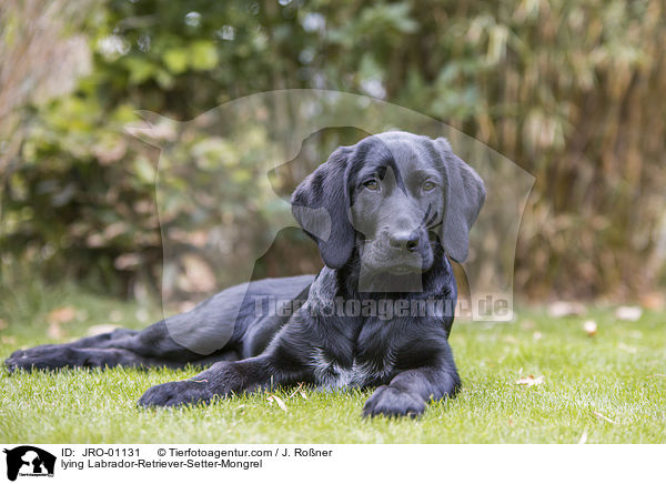 liegender Labrador-Retriever-Setter-Mischling / lying Labrador-Retriever-Setter-Mongrel / JRO-01131