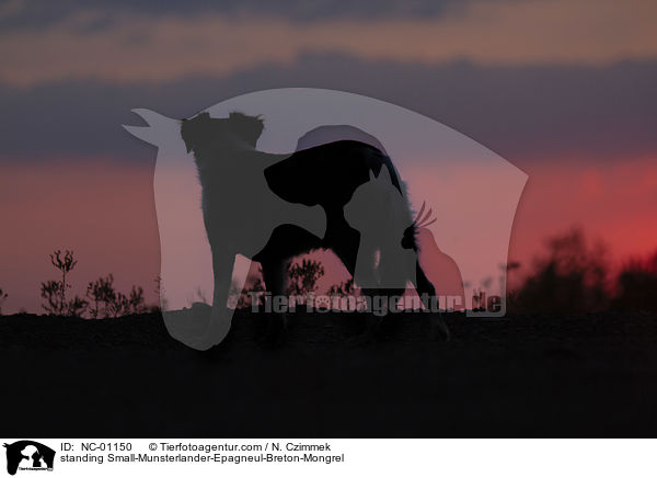 stehender Kleiner-Mnsterlnder-Epagneul-Breton-Mischling / standing Small-Munsterlander-Epagneul-Breton-Mongrel / NC-01150