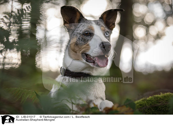 Australian-Shepherd-Mischling / Australian-Shepherd-Mongrel / LIB-01017