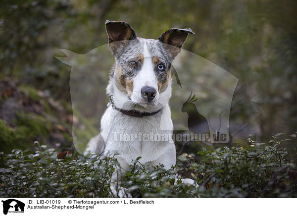 Australian-Shepherd-Mischling / Australian-Shepherd-Mongrel / LIB-01019