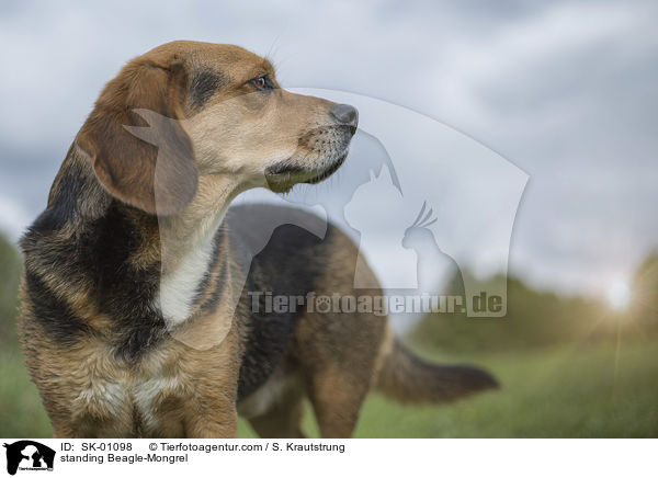 stehender Beagle-Mischling / standing Beagle-Mongrel / SK-01098