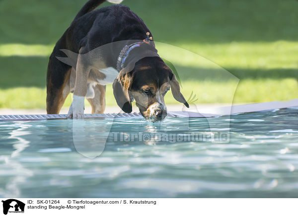 stehender Beagle-Mischling / standing Beagle-Mongrel / SK-01264