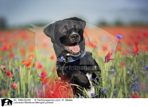 Labrador-Retriever-Mix Portrait / Labrador-Retriever-Mongrel portrait / KMI-05246
