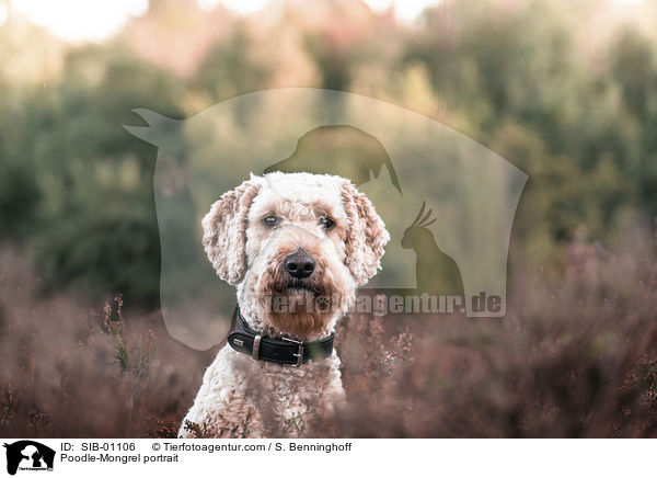 Pudel-Mischling Portrait / Poodle-Mongrel portrait / SIB-01106