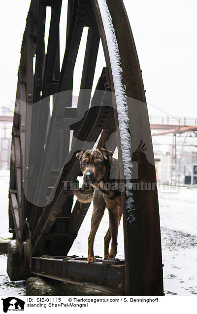 stehender Shar-Pei-Mischling / standing Shar-Pei-Mongrel / SIB-01115