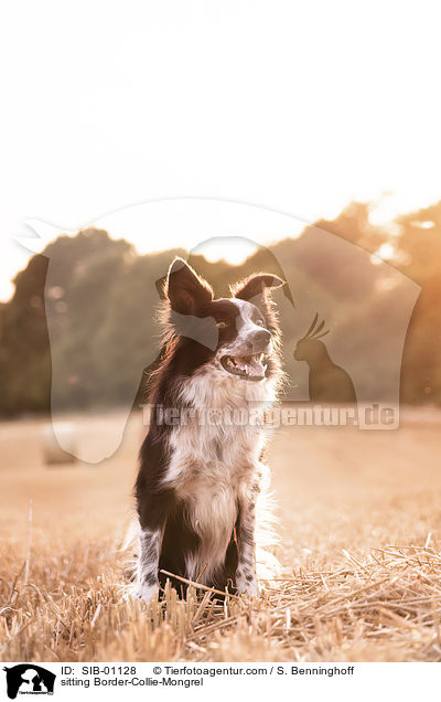 sitzender Border-Collie-Mischling / sitting Border-Collie-Mongrel / SIB-01128