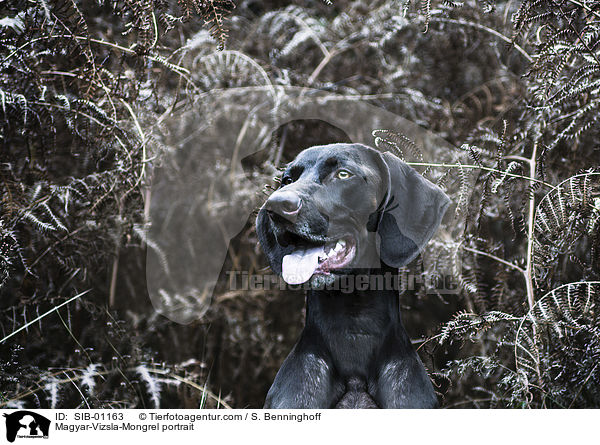 Magyar-Vizsla-Mischling Portrait / Magyar-Vizsla-Mongrel portrait / SIB-01163