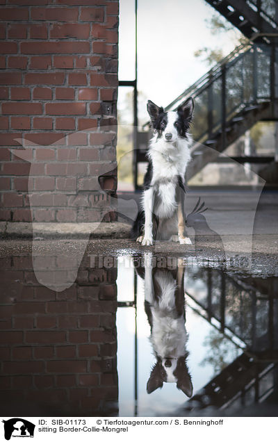 sitzender Border-Collie-Mischling / sitting Border-Collie-Mongrel / SIB-01173