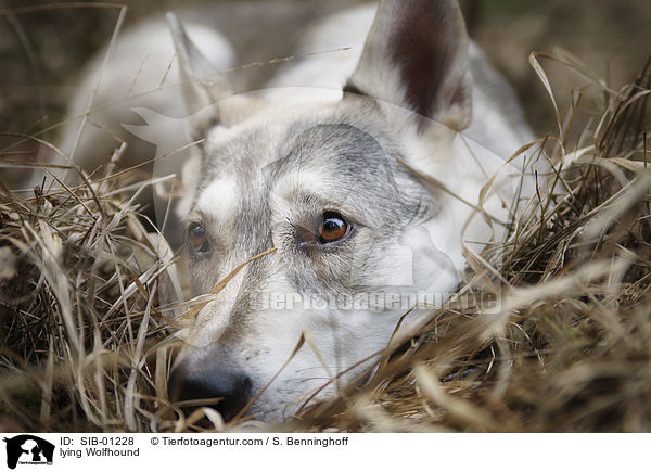 liegender Wolfshund / lying Wolfhound / SIB-01228