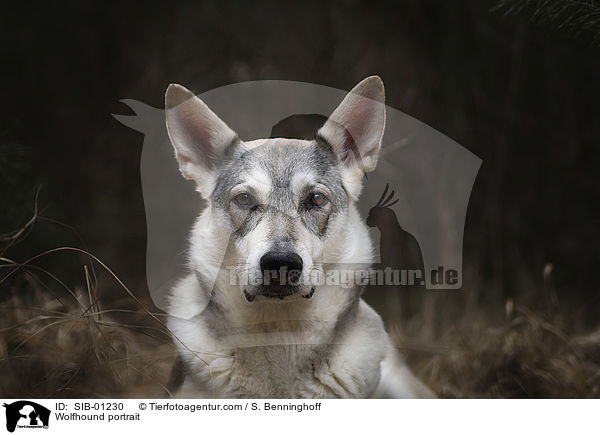 Wolfshund Portrait / Wolfhound portrait / SIB-01230